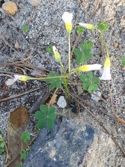 Oxalis caprina