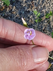 Oxalis caprina