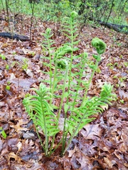 Osmundastrum cinnamomeum