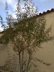 Juniperus monticola monticola