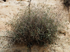 Bituminaria flaccida