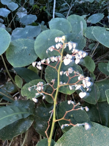 Begonia santos-limae, photograph 1