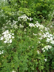 Anthriscus sylvestris