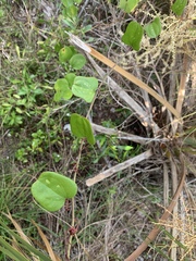 Smilax havanensis