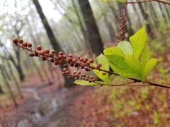 Clethra alnifolia