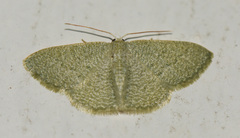 Phaiogramma stibolepida