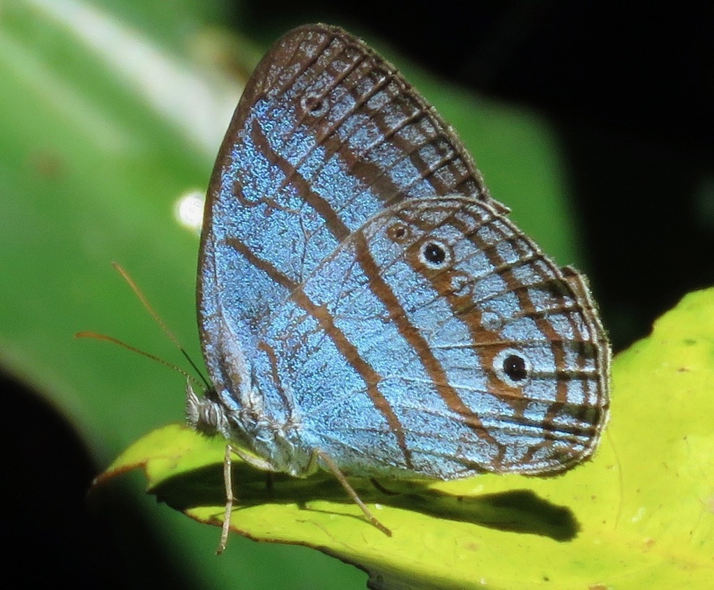 Caeruleuptychia cyanites