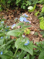 Pentaglottis sempervirens