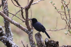 Laniarius funebris