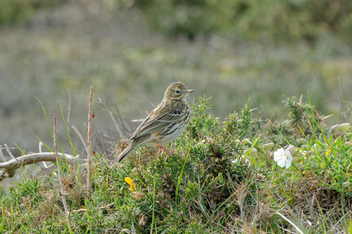 Bisbita pratense (Anthus pratensis)