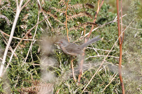 Curruca rabilarga (Curruca undata)