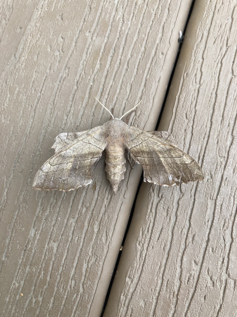 Walnut Sphinx from Cary Dr, Austin, TX, US on March 30, 2024 at 12:22 ...