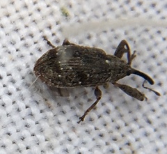 Anthonomus pomorum