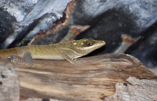 Smallwood's Anole