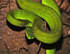 White-Lipped Island Pitviper photo 2