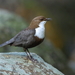 Dippers - Photo (c) Agustín Povedano, some rights reserved (CC BY-NC-SA)