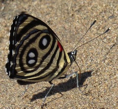 Catagramma hystaspes