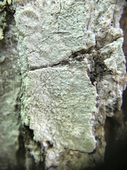 Phlyctis boliviensis