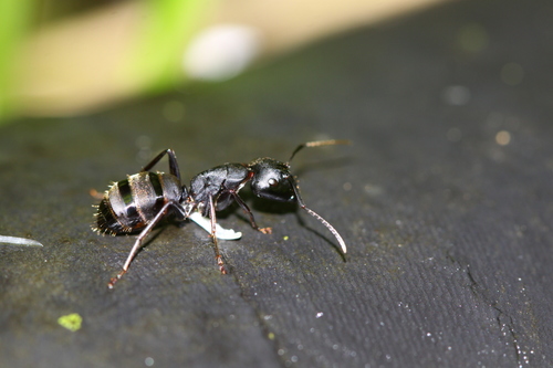 Camponotus saxatilis