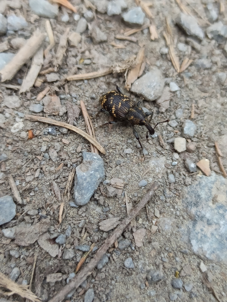 large-pine-weevil-from-95028-hof-deutschland-on-may-21-2023-at-02-44
