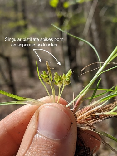 Image of Carex umbellata by (c) Nathan Aaron, some rights reserved (CC BY)