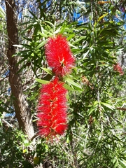 Melaleuca viminalis viminalis