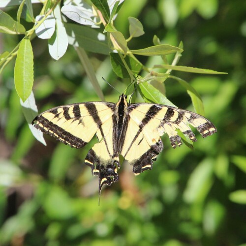 iNaturalist observation photo of Western Tiger Swallowtail