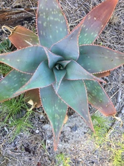 Aloe × schimperi