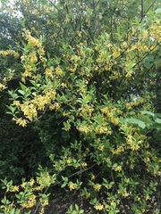 Forsythia suspensa