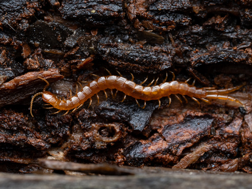 Common Cryptops photo 4