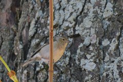 Fringilla coelebs coelebs
