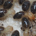 Blackmound Termite - Photo (c) Felix Riegel, some rights reserved (CC BY-NC), uploaded by Felix Riegel