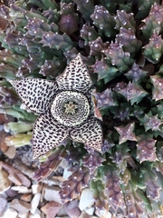 Orbea variegata