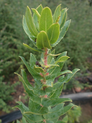 Image of Arctostaphylos andersonii by (c) Cricket Raspet, some rights reserved (CC BY)