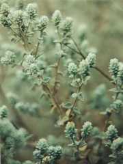 Brickellia nevinii