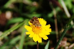 Aricoris epulus