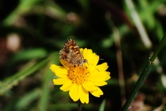 Aricoris epulus