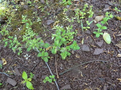 Cerastium holosteoides