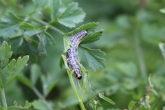 Depressaria daucella