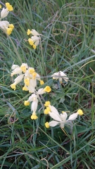 Primula veris veris