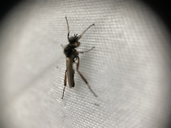 Bibio articulatus