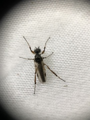 Bibio articulatus