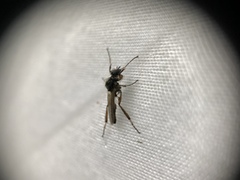 Bibio articulatus