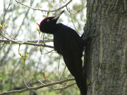 Picamaderos negro (Dryocopus martius)