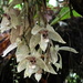 Stanhopea florida - Photo (c) craigjhowe, some rights reserved (CC BY-NC)