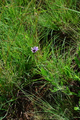 Dimorphotheca spectabilis