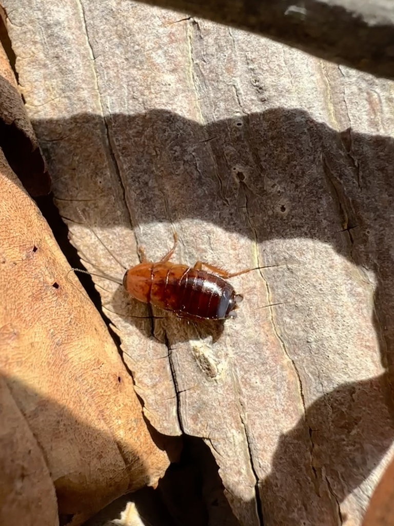 North American Wood Cockroaches from Montville, NJ, US on March 30 ...