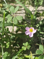 Oxalis caprina