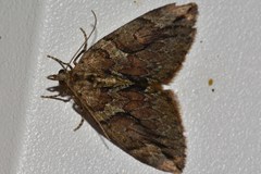 Thera cupressata