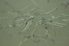 Hemiculter leucisculus